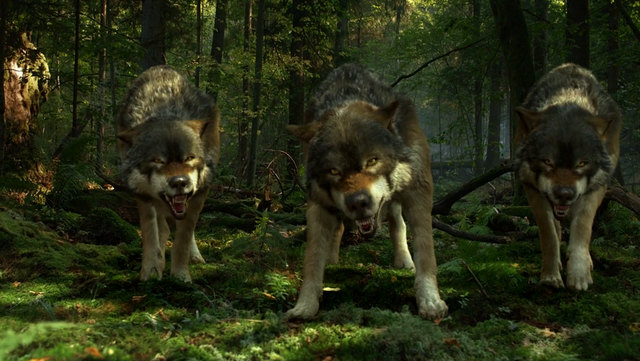 Résultat de recherche d'images pour "loup animé"