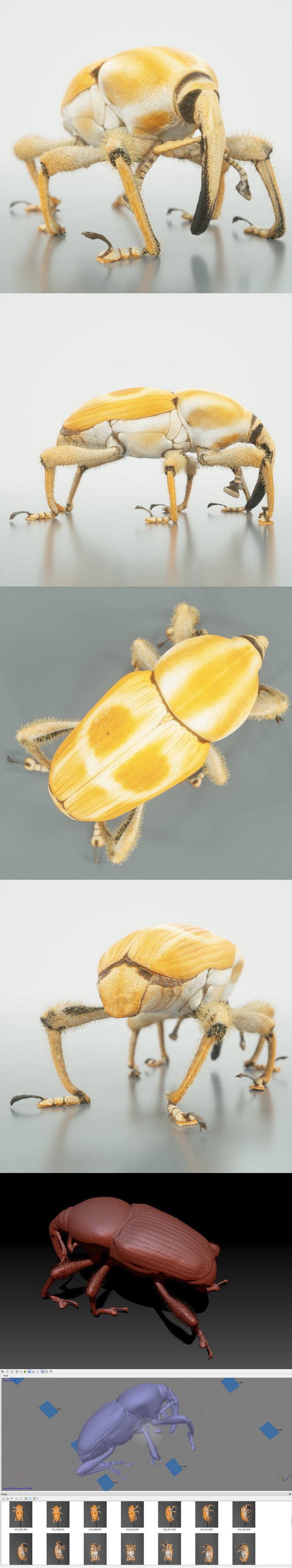 Poteriophorus Monilifasciatus